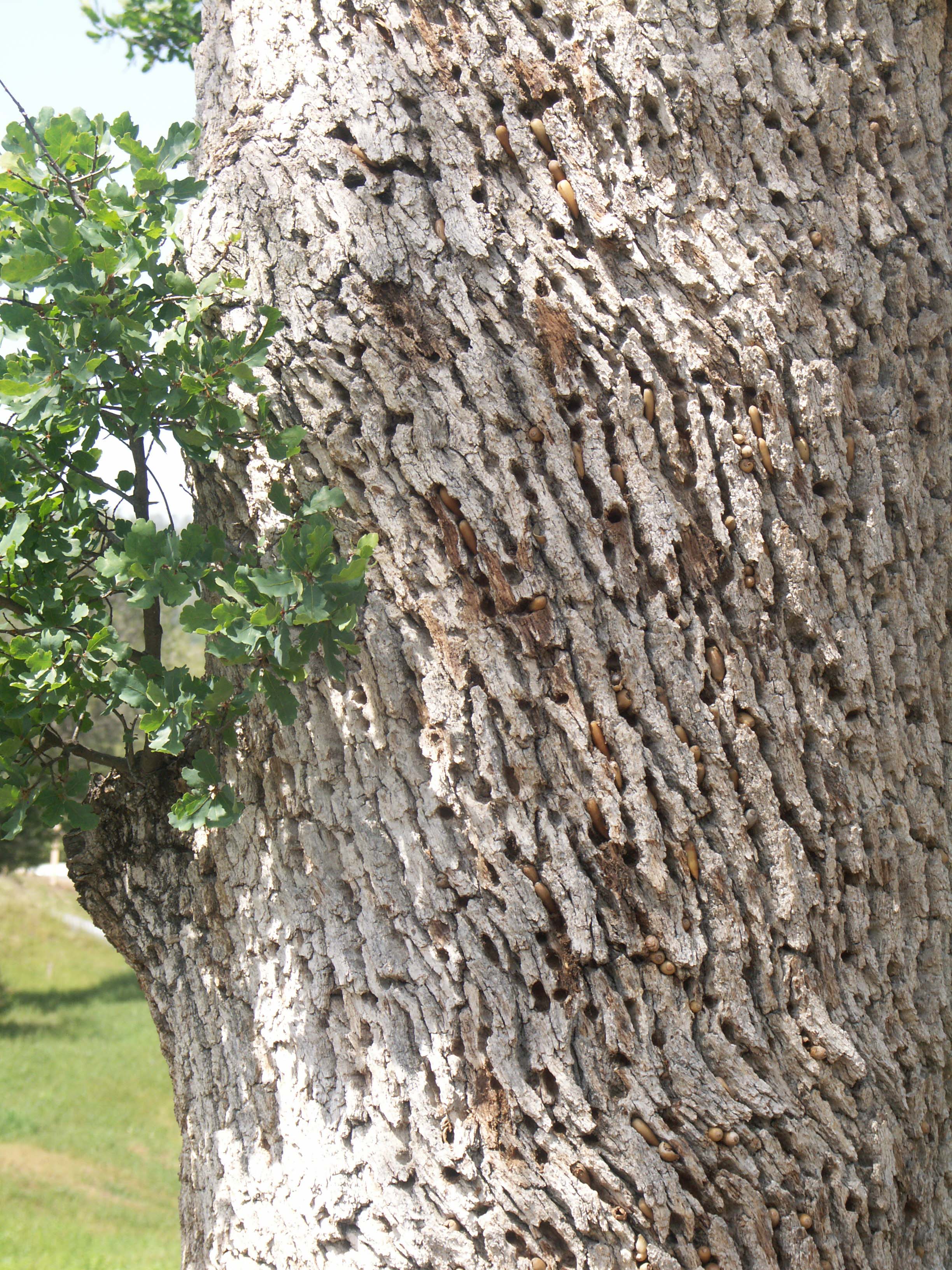 acorntree.jpg